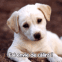 Chiot labrador "J'ai envie de c�lins"